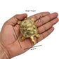 Brass Tortoise